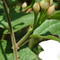 Camonea pilosa (Houtt.) A.R.Simões & Staples s.l.